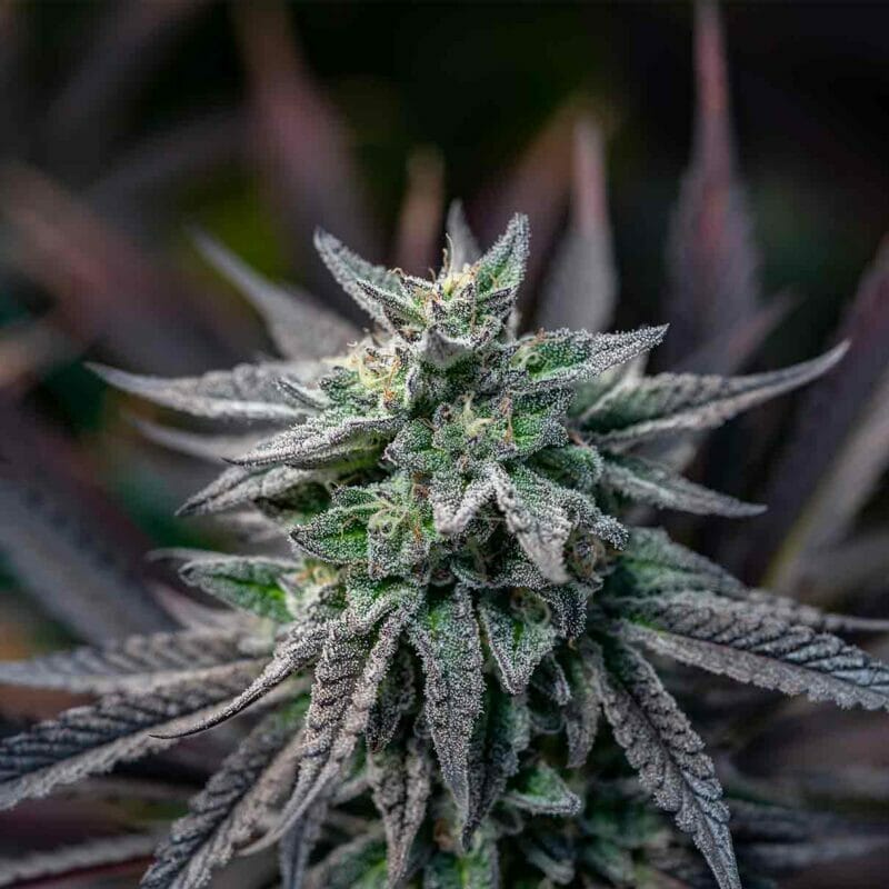 What is THCA and How is it Different from CBD?