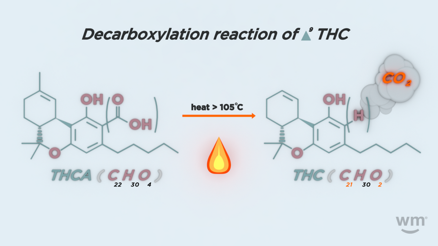 THCA and THC: What’s the Difference?