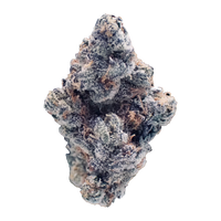 APPLE FRITTER - AAAA INDOOR