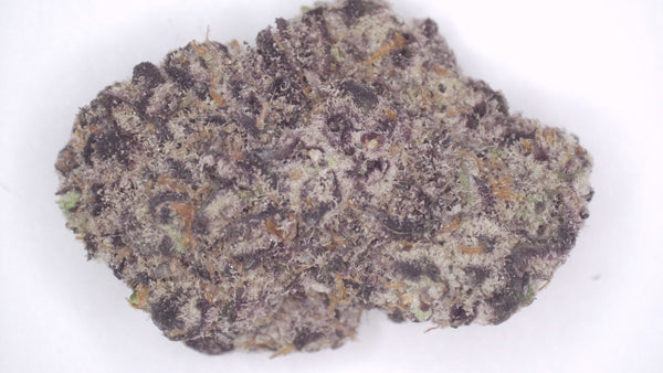 Black Dolphin — Premium Exotic