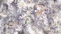 Black Dolphin — Premium Exotic