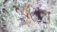Burger Queen — Premium Exotic