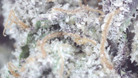 G47 — Super Exotic