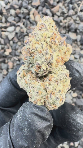 Bahama Busdown — Super Exotic