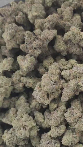 ANIMAL TSUNAMI - AAAA CRAFT INDOOR WHOLESALE