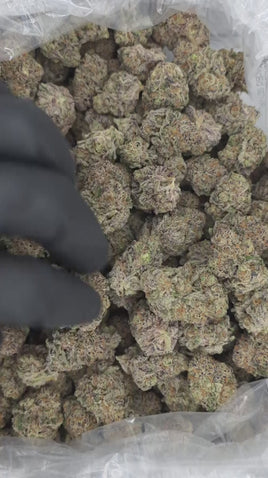 Disco Bird  Super Exotic